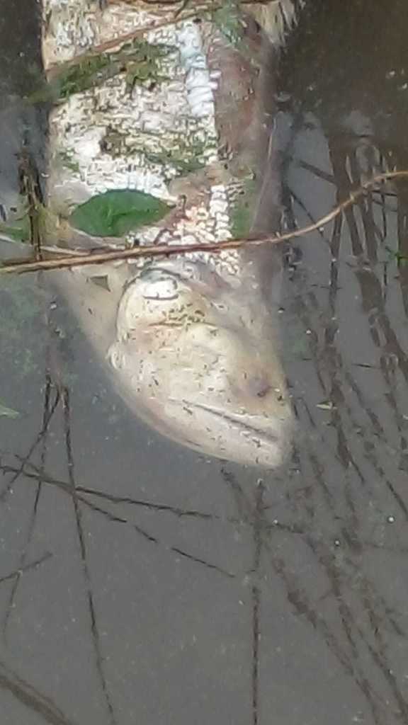 Biara (Rhaphiodon vulpinus)