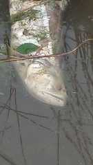 Rhaphiodon vulpinus