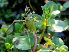Veronica beccabunga beccabunga