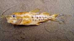 Pimelodus maculatus