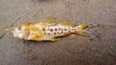 Pimelodus maculatus