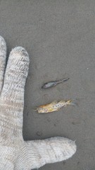Pimelodus maculatus