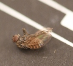 Drosophila repleta