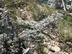 Artemisia vallesiaca