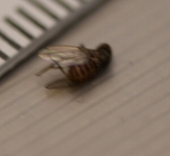 Drosophila repleta