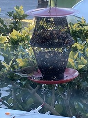 Setophaga coronata