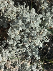 Artemisia vallesiaca