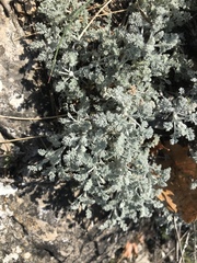 Artemisia vallesiaca