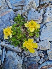 Ranunculus sericophyllus