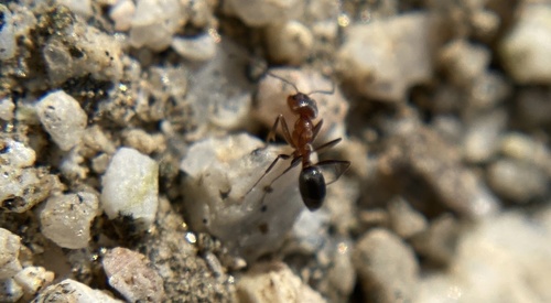 iNaturalist observation photo of Bicolored Pyramid Ant