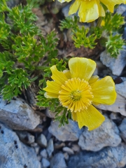 Ranunculus sericophyllus