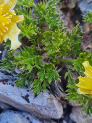 Ranunculus sericophyllus