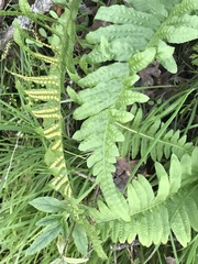 Polypodium californicum