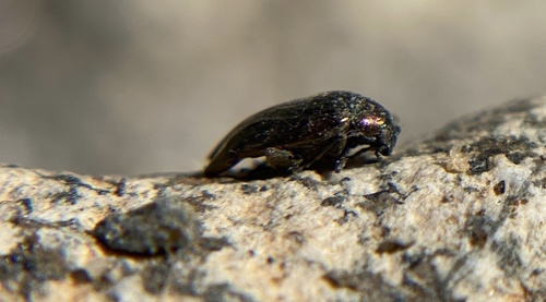 iNaturalist observation photo of Metallic Flea Beetles