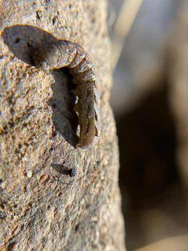 iNaturalist observation photo of Owlet Moths and Allies