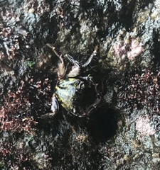 Pachygrapsus