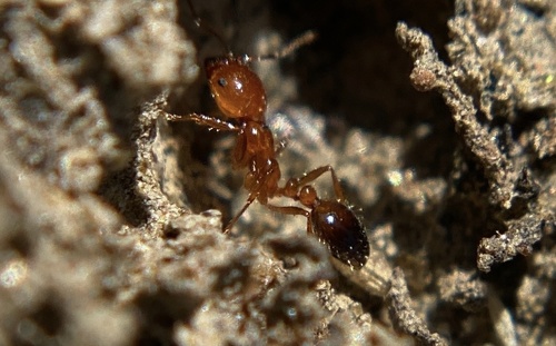 iNaturalist observation photo of Southern Fire Ant