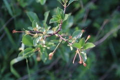 Prunus fruticosa