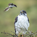 Augur Buzzard - Photo (c) Alex R, some rights reserved (CC BY-NC), uploaded by Alex R