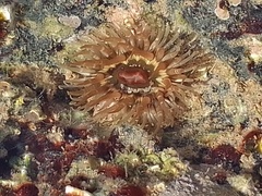 Anthopleura thallia