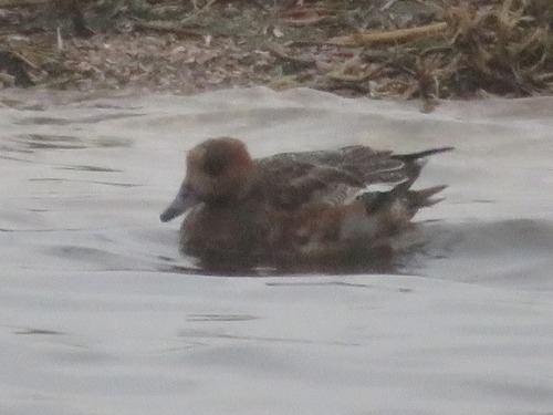 Canard siffleur, jeune