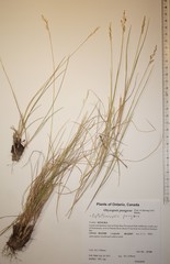 Piptatheropsis pungens