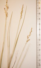 Piptatheropsis pungens