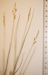 Piptatheropsis pungens