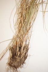 Piptatheropsis pungens