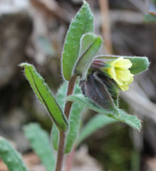 Nonea setosa