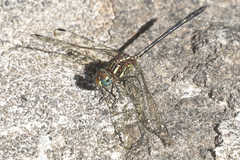 Dythemis sterilis