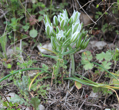 Ornithogalum sintenisii