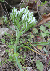 Ornithogalum sintenisii