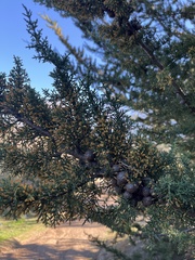 Cupressus abramsiana