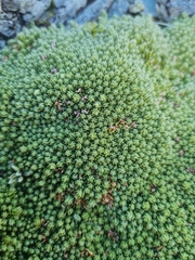 Kelleria croizatii