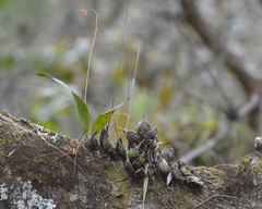 Prosthechea vitellina