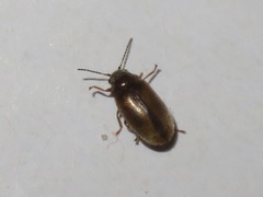 Contacyphon laevipennis