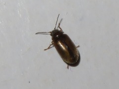 Contacyphon laevipennis