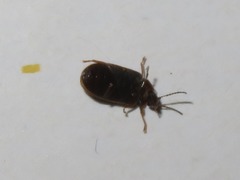 Contacyphon laevipennis