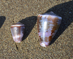 Conus purpurascens