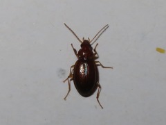 Trechus obtusus