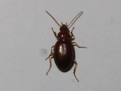 Trechus obtusus