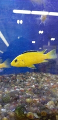 Labidochromis caeruleus