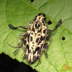 Steirastoma marmoratum