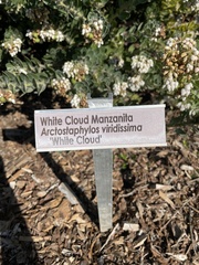 Arctostaphylos viridissima