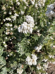 Arctostaphylos viridissima