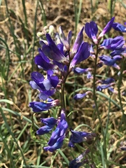 Vicia onobrychioides