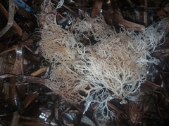 Sphaerococcus coronopifolius