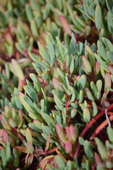 Sesuvium edmonstonei