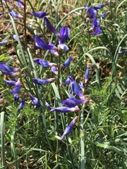Vicia onobrychioides